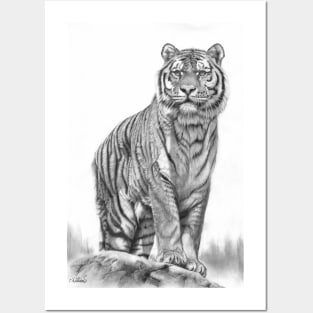 Apex - Siberian tiger pencil drawing Posters and Art